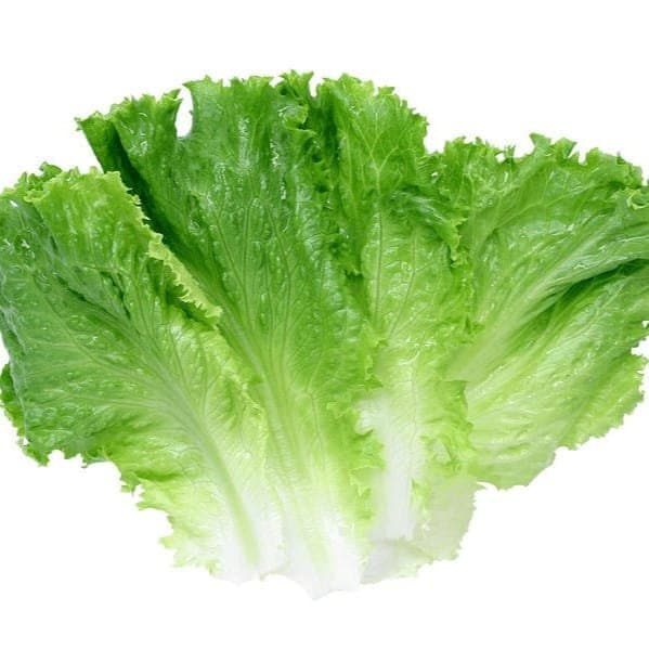 Lettuce