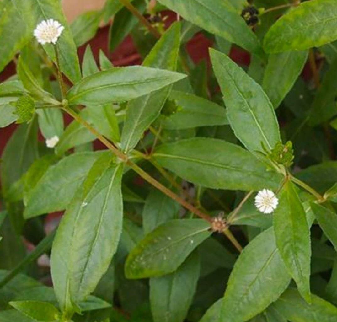Karisalankanni keerai