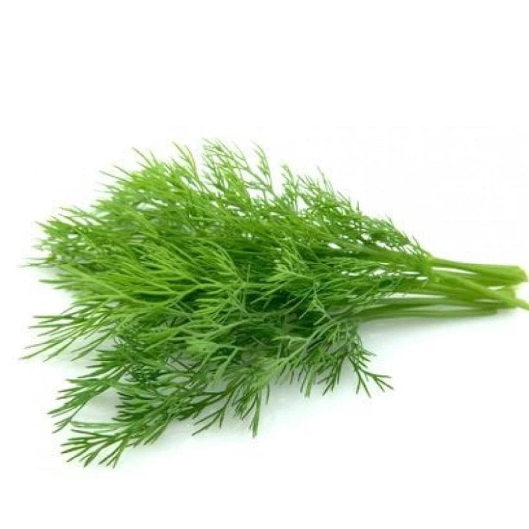 Dill Leaves