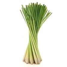 Lemon Grass