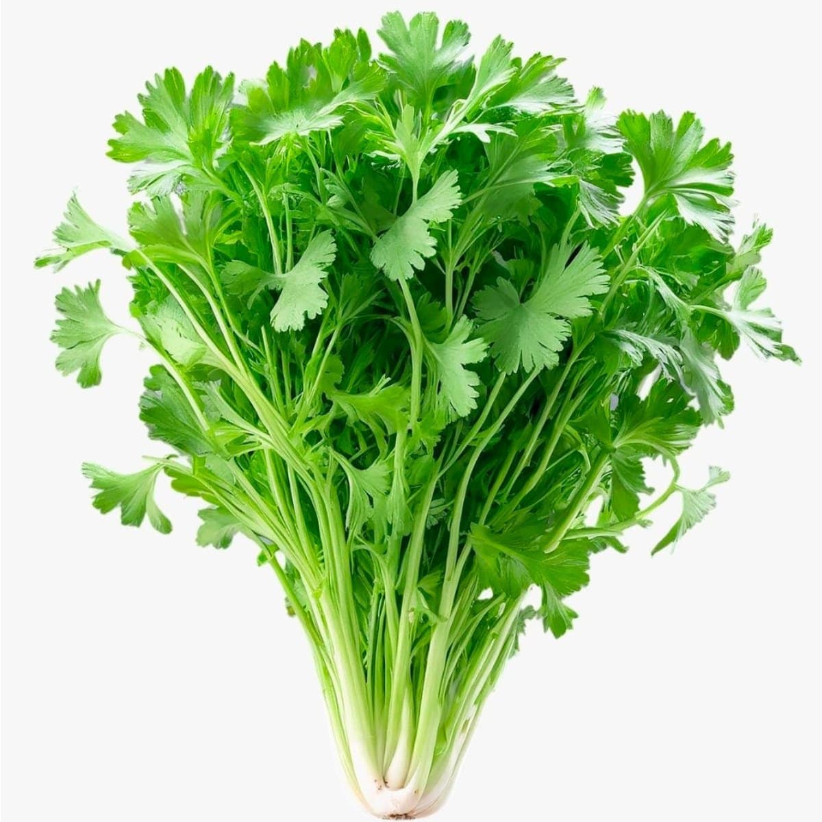 Coriander