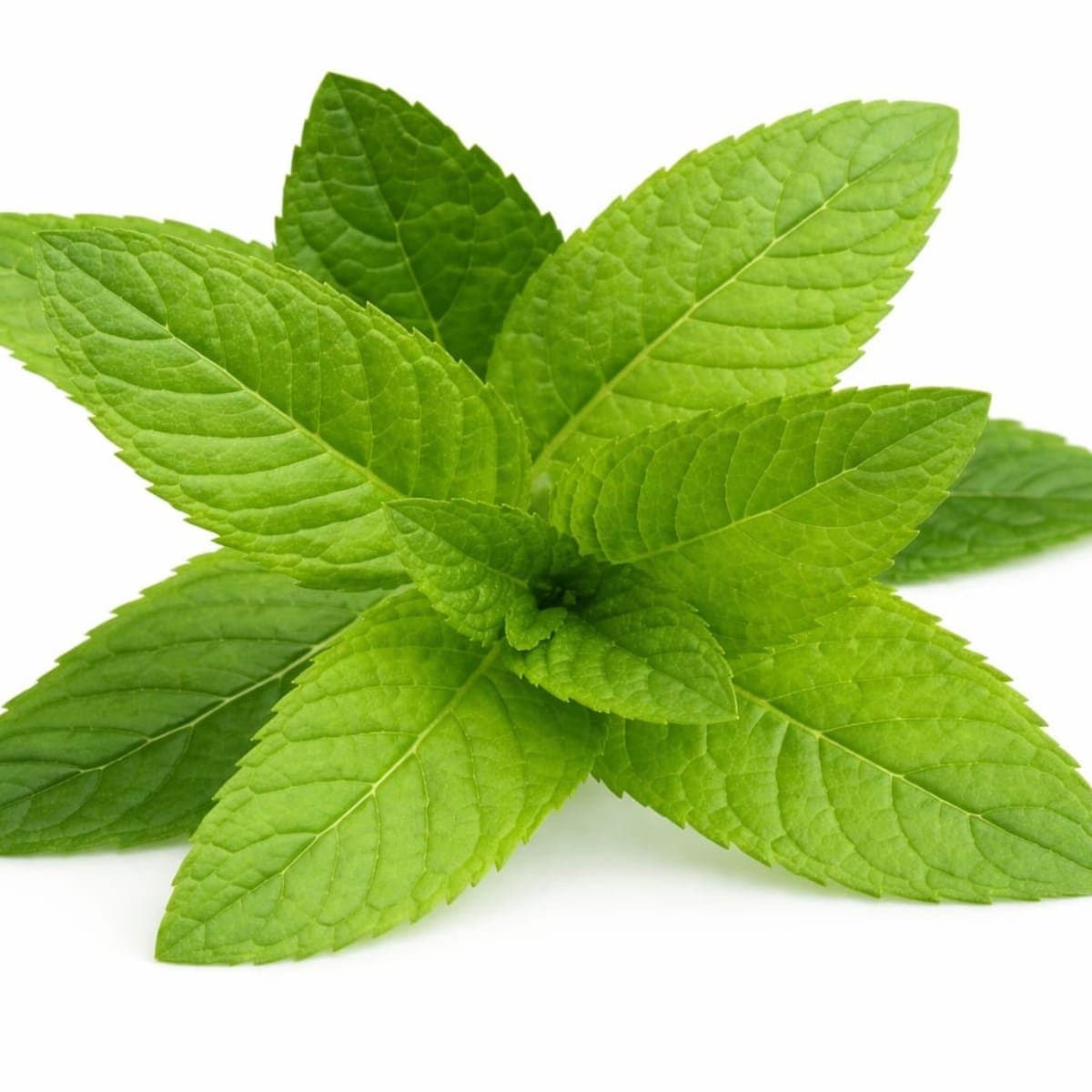 Mint