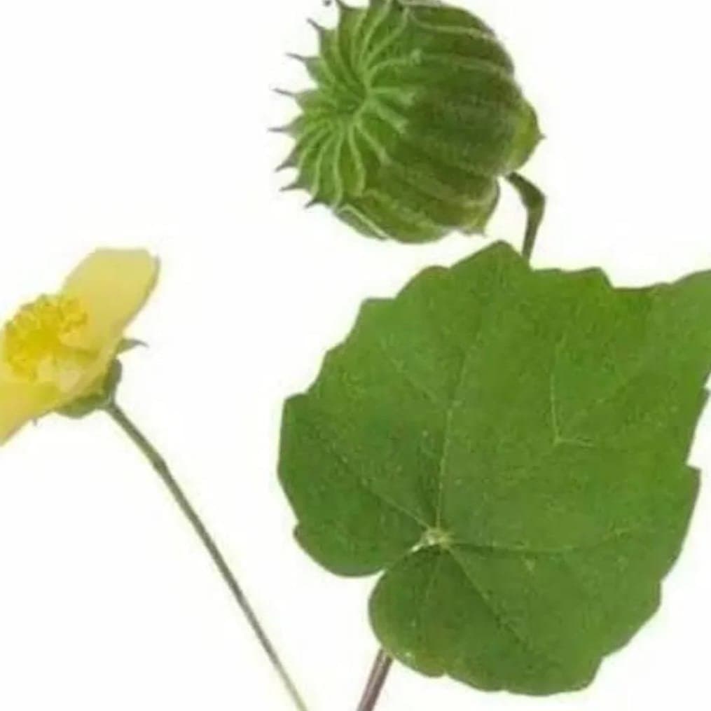 Thuthi keerai